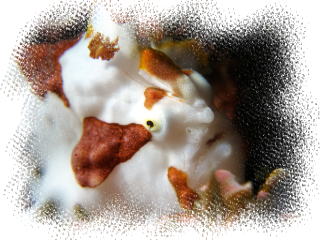 �����@�N�}�h���J�G���A���R�E