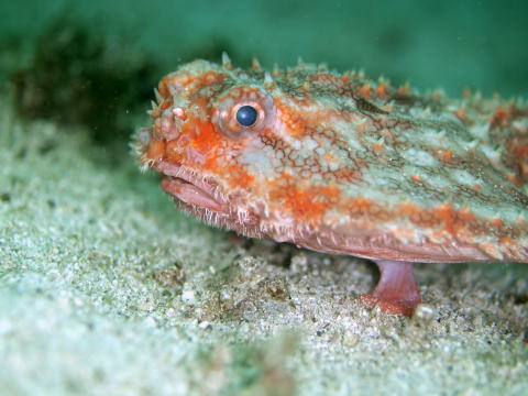 竜串ダイビングセンター ログブック